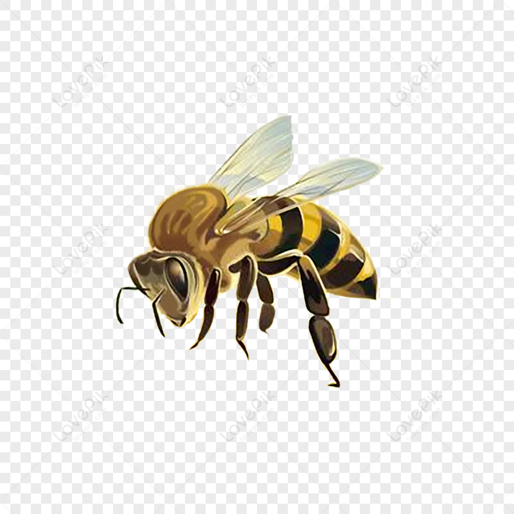 Detail Honeybee Png Nomer 26