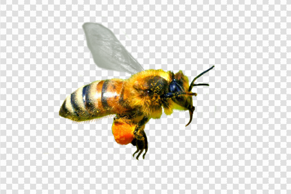 Detail Honeybee Png Nomer 27