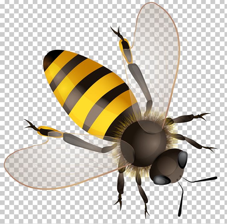 Detail Honeybee Png Nomer 36