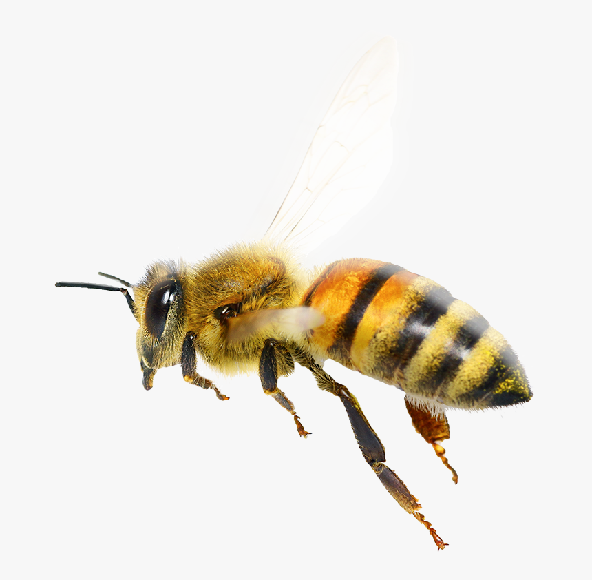 Detail Honeybee Png Nomer 6