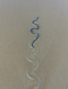 Hook Nose Sea Snake - KibrisPDR