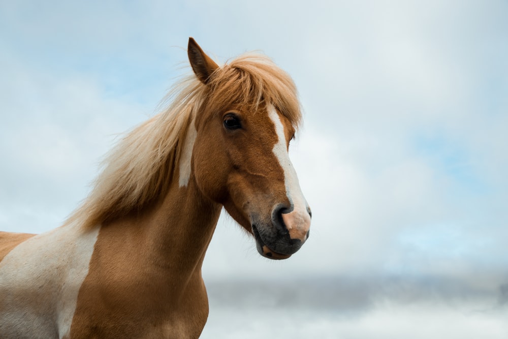 Horse Free Download - KibrisPDR