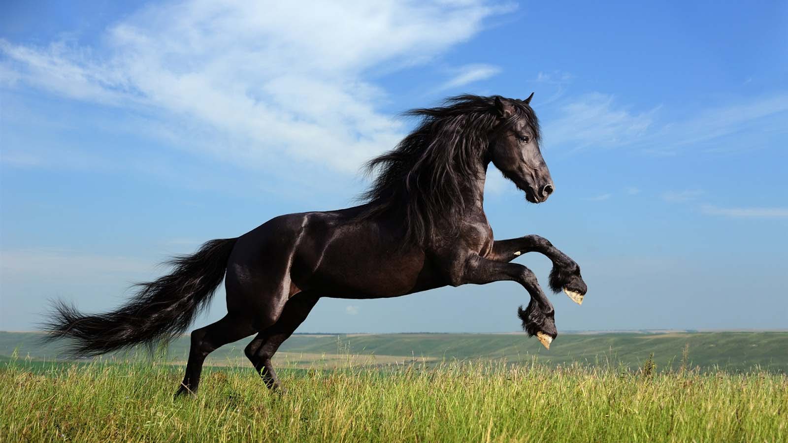 Detail Horse Free Download Nomer 12