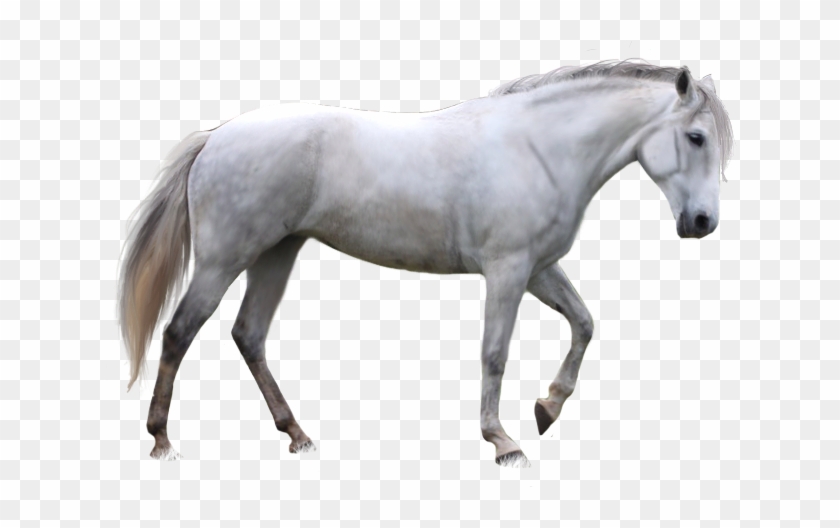 Detail Horse Free Download Nomer 35