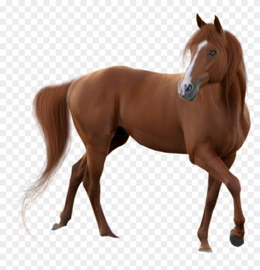 Detail Horse Free Download Nomer 48