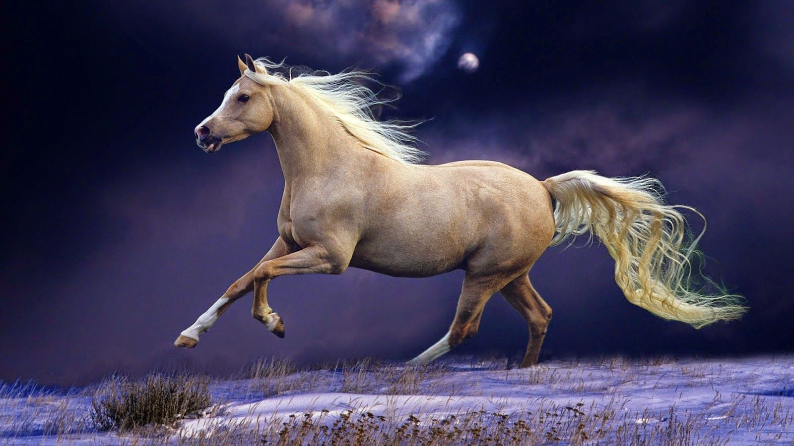 Detail Horse Free Download Nomer 7