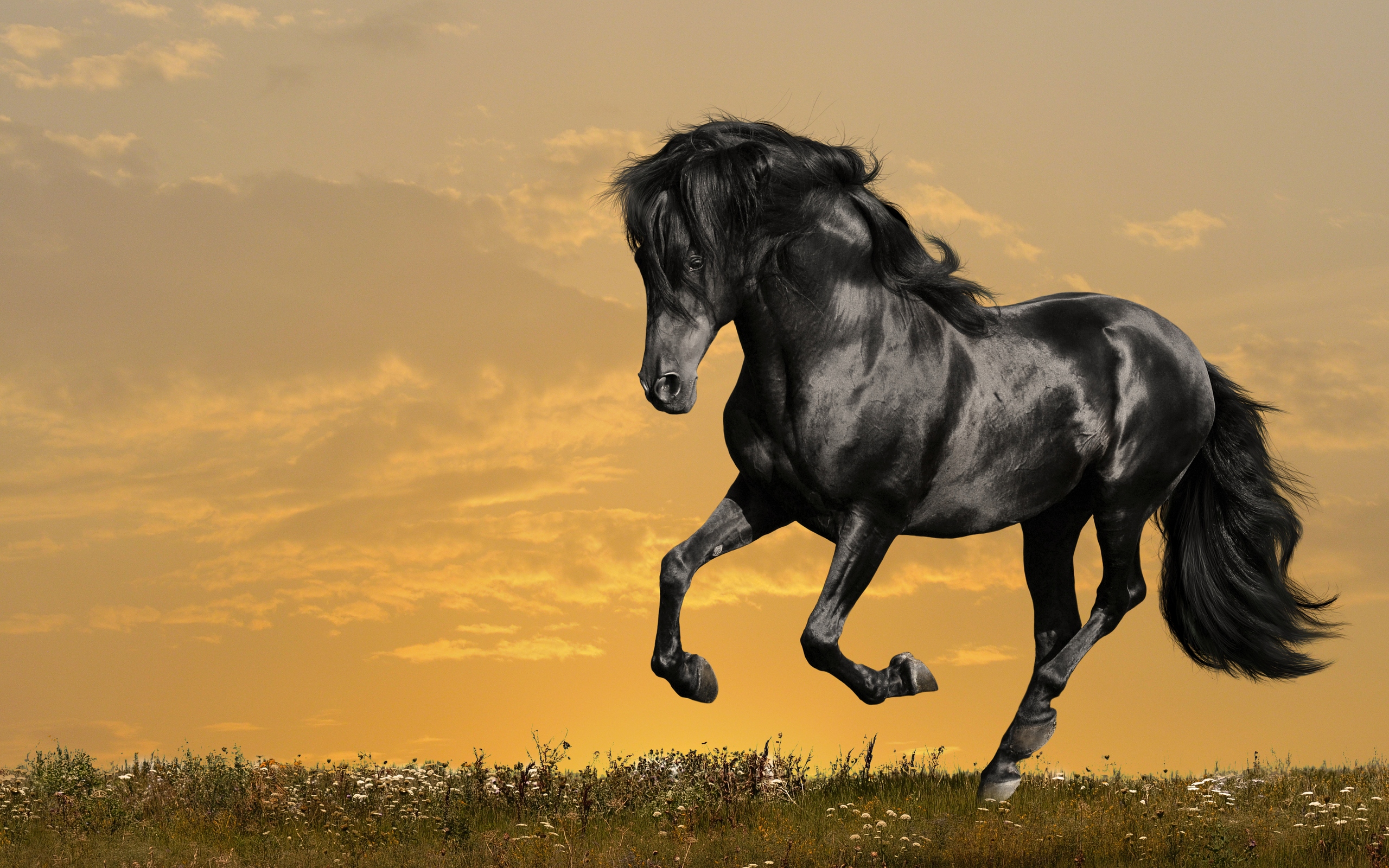 Detail Horse Images Download Nomer 14