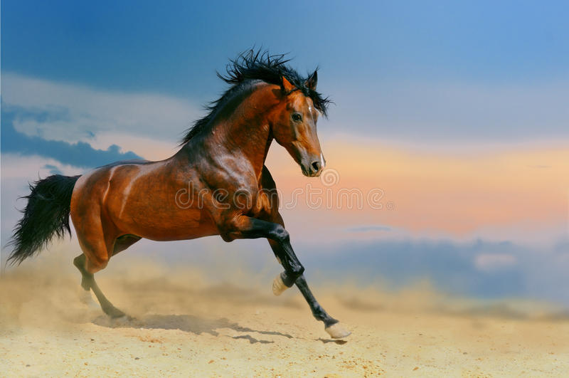 Detail Horse Images Download Nomer 3