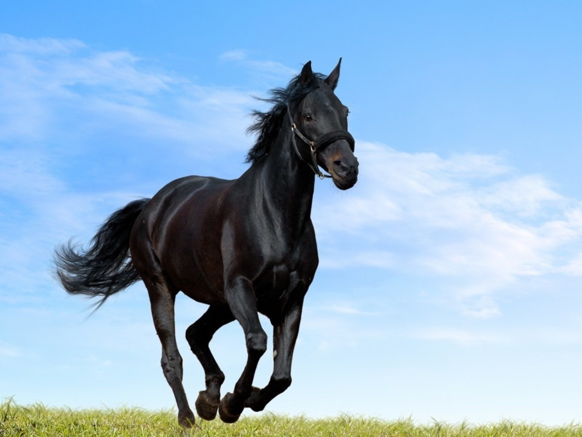 Detail Horse Images Download Nomer 38