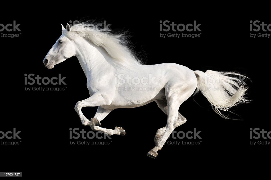 Detail Horse Images Download Nomer 48