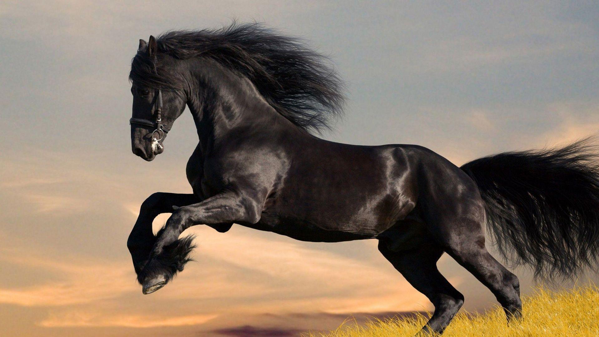 Detail Horse Photos Free Nomer 49