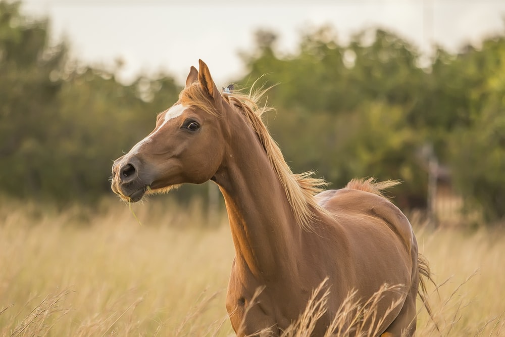 Detail Horse Photos Free Nomer 7