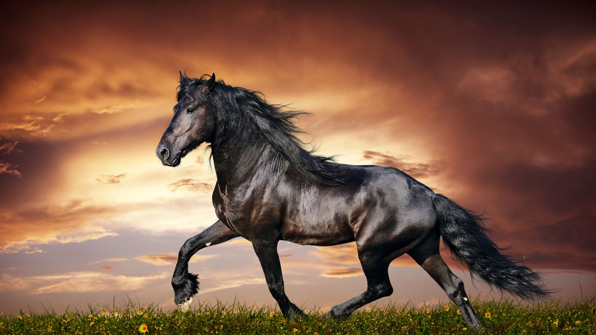 Detail Horse Pictures Download Nomer 25