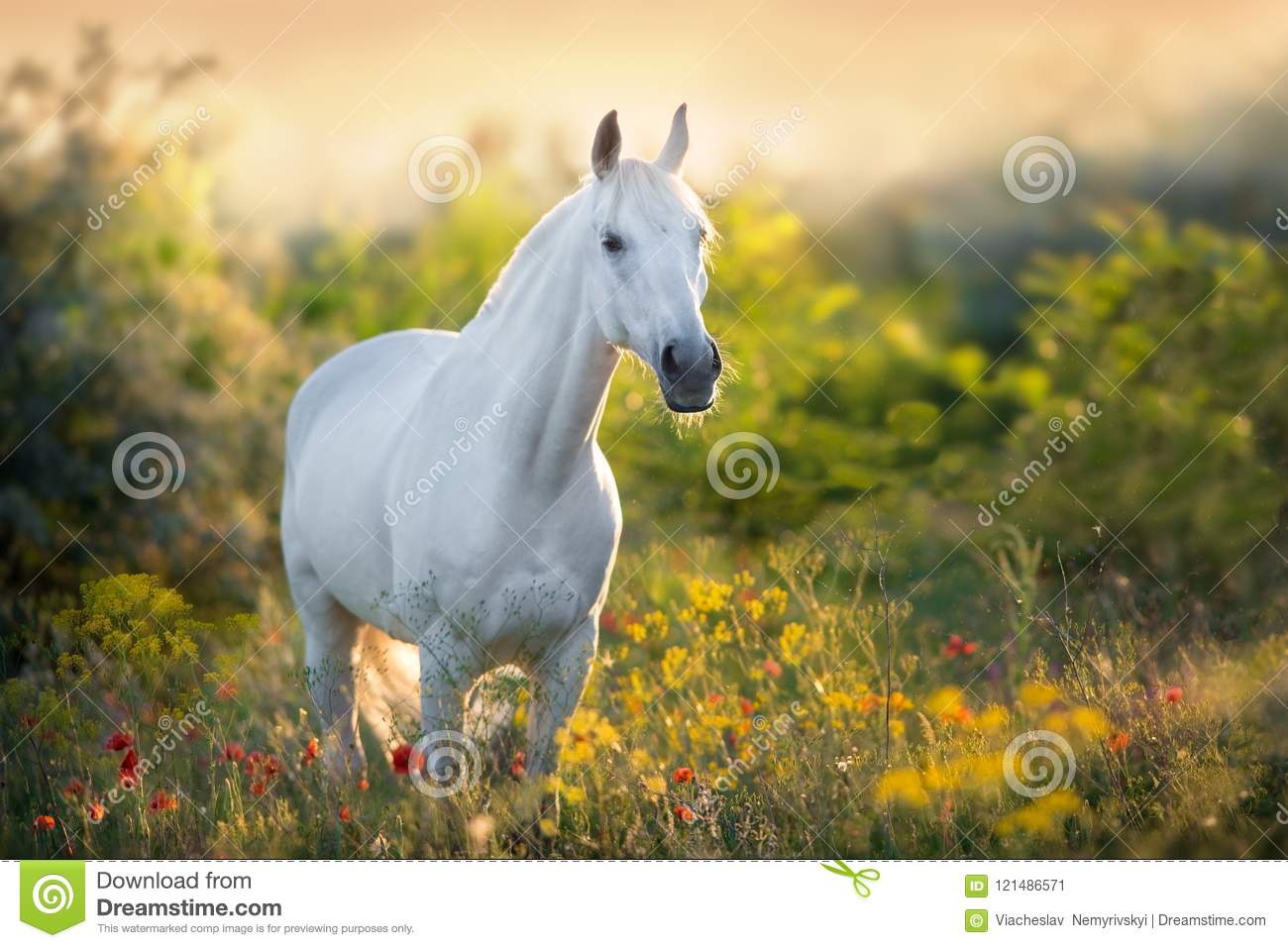 Detail Horse Pictures Download Nomer 28