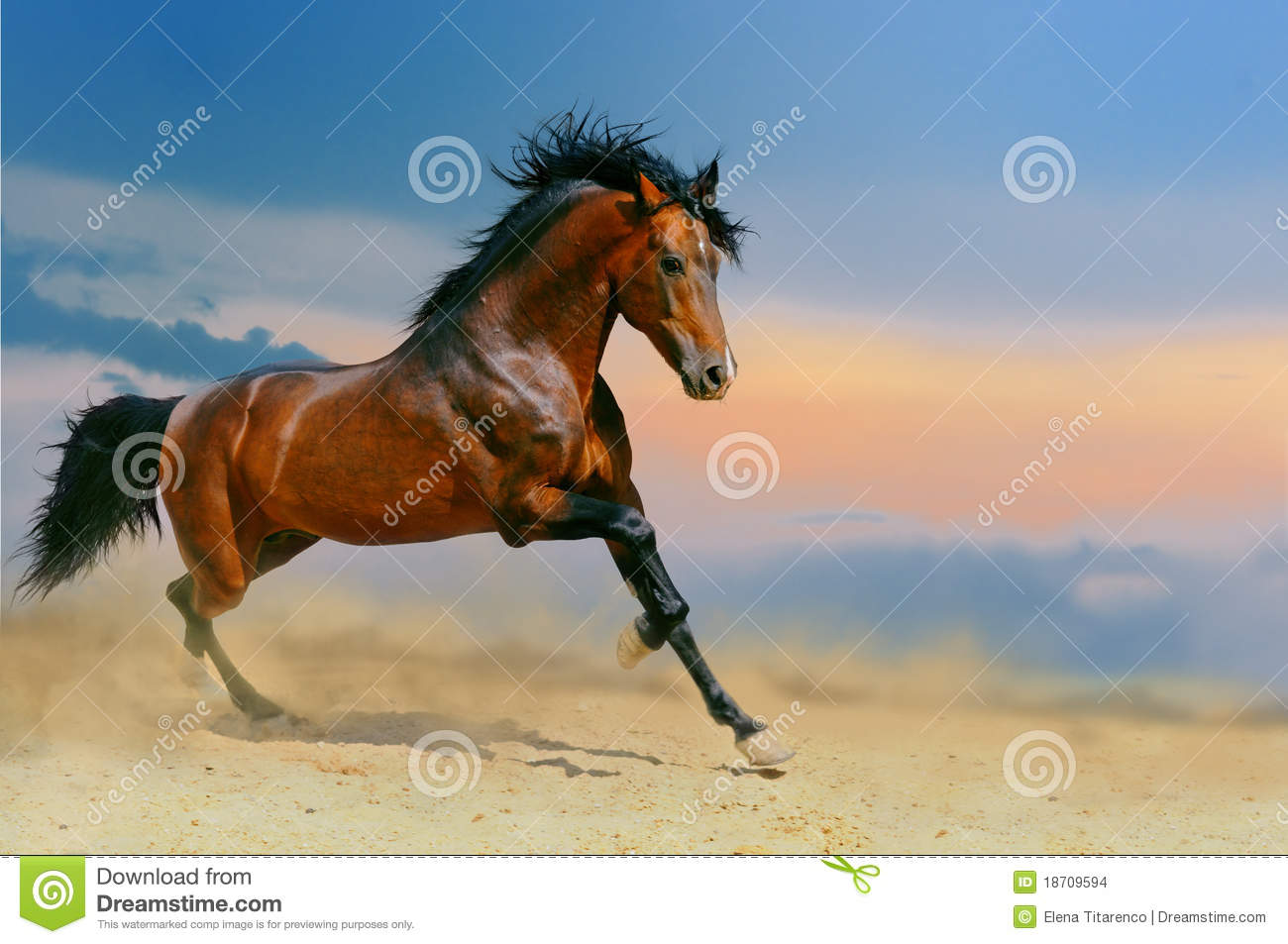 Detail Horse Pictures Download Nomer 8