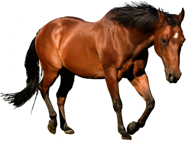 Horse Png Images - KibrisPDR