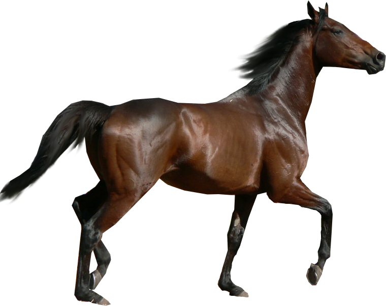 Detail Horse Png Images Nomer 13