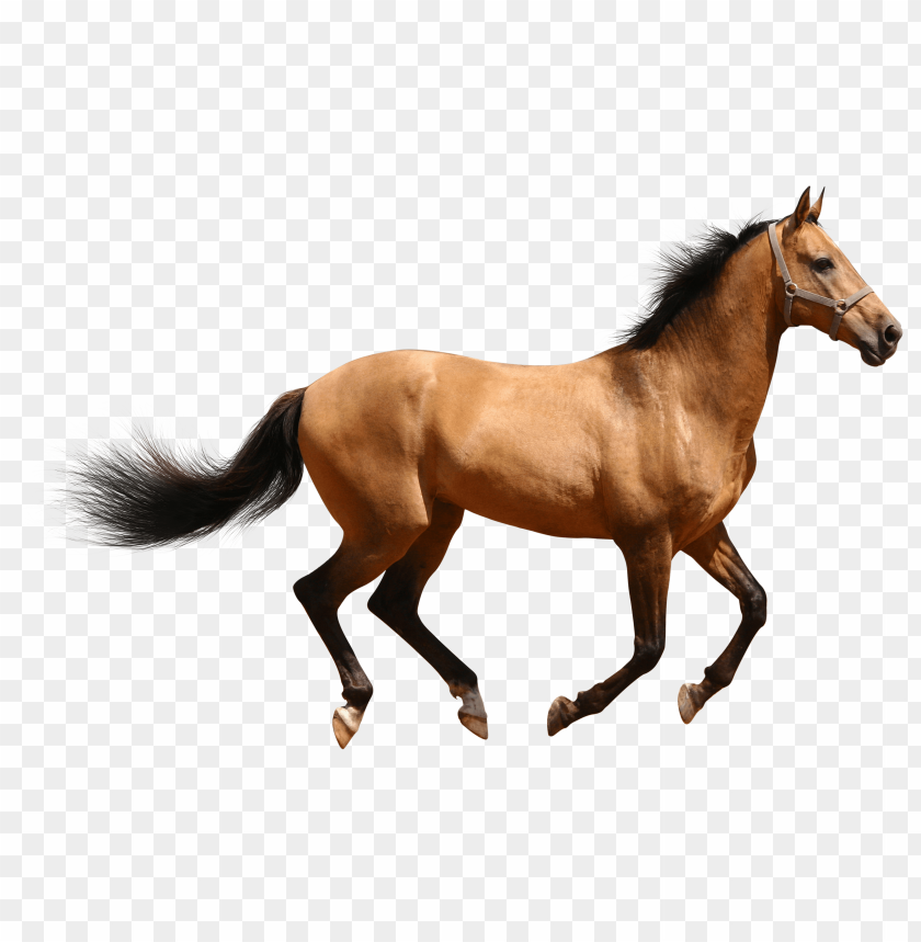 Detail Horse Png Images Nomer 2