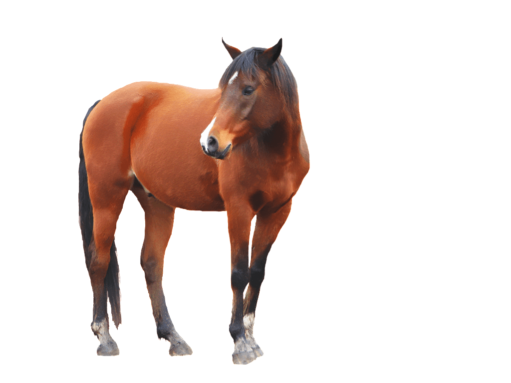 Detail Horse Png Images Nomer 23