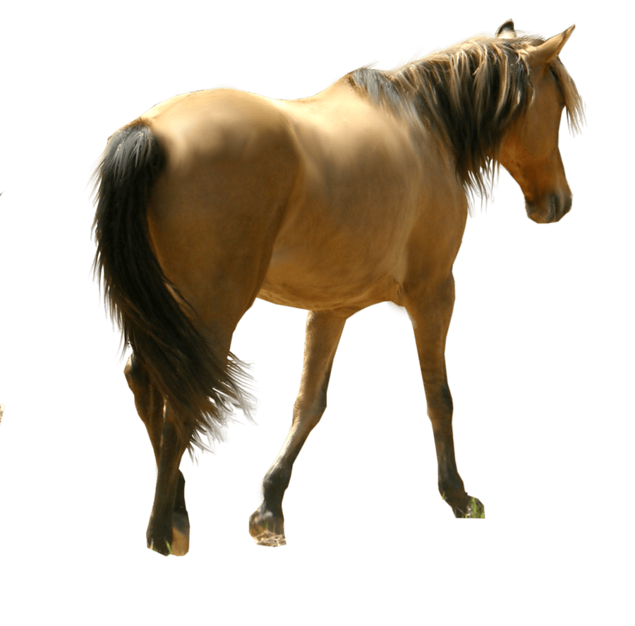 Detail Horse Png Images Nomer 30