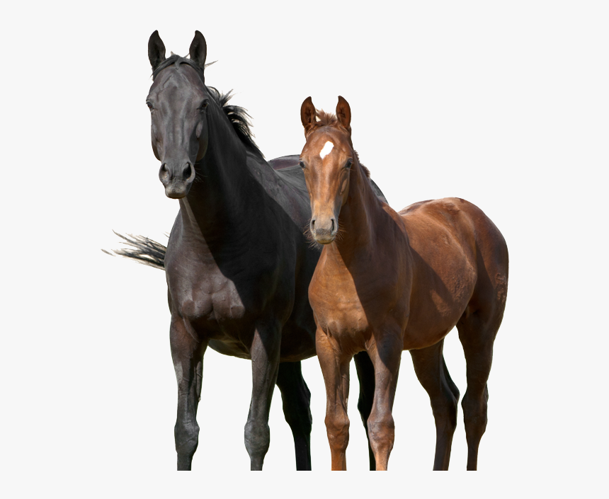 Detail Horse Png Images Nomer 34