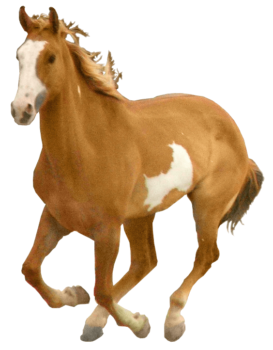 Detail Horse Png Images Nomer 35