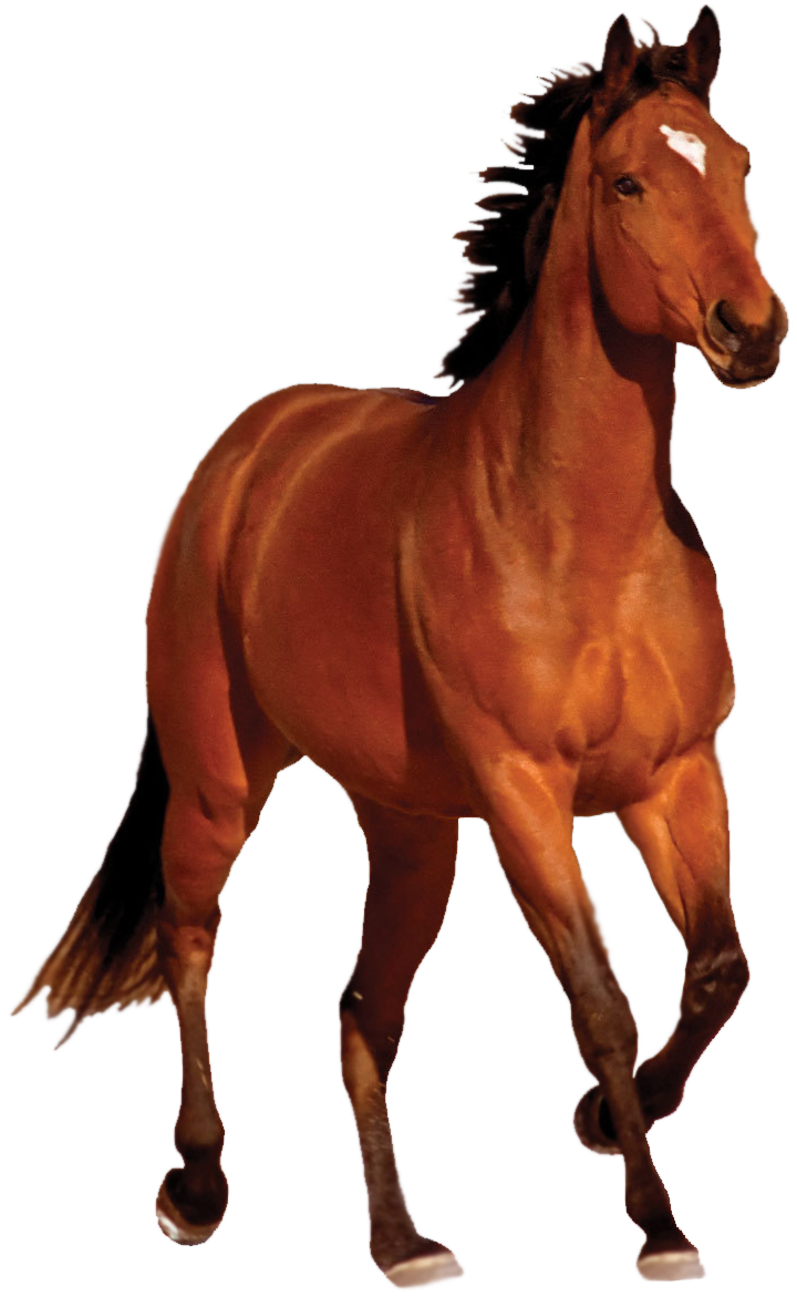 Detail Horse Png Images Nomer 4