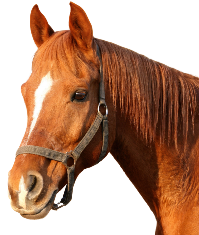 Detail Horse Png Images Nomer 38