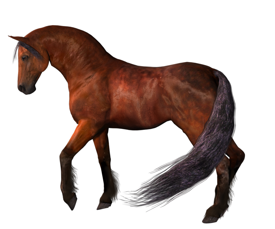 Detail Horse Png Images Nomer 39