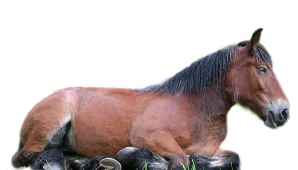 Detail Horse Png Images Nomer 43