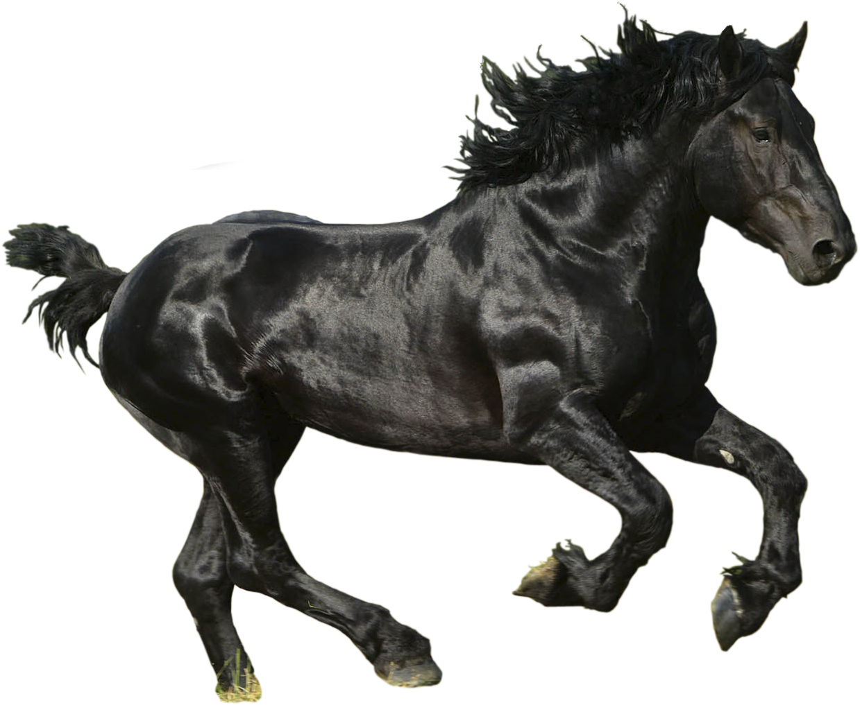 Detail Horse Png Images Nomer 45