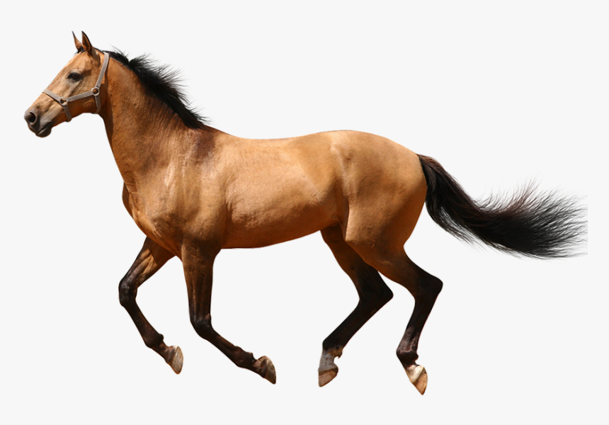 Horse Running Png - KibrisPDR