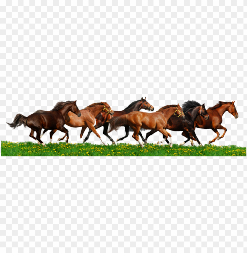 Detail Horse Running Png Nomer 10