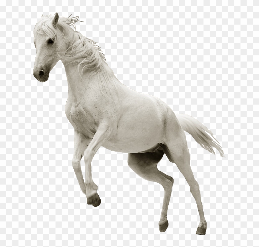 Detail Horse Running Png Nomer 11