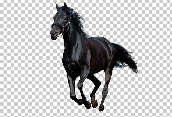 Detail Horse Running Png Nomer 13