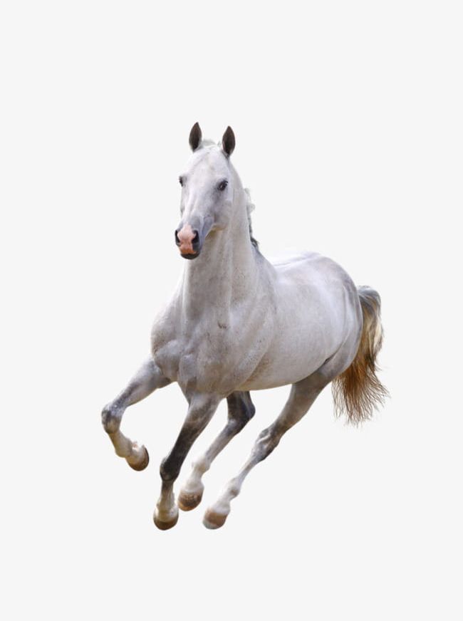 Detail Horse Running Png Nomer 18