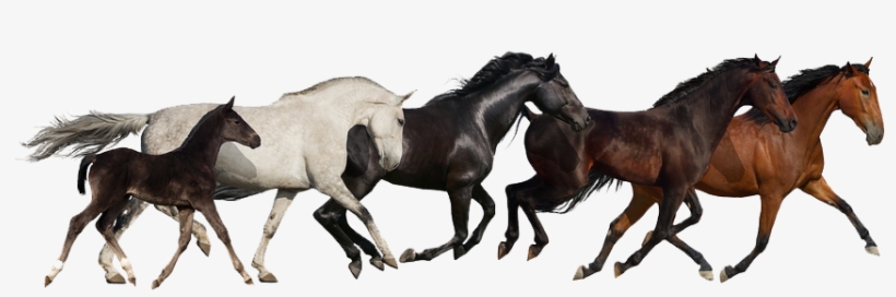 Detail Horse Running Png Nomer 20