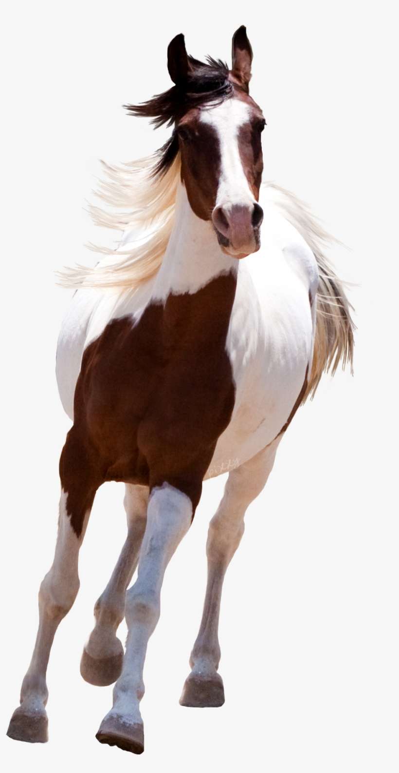 Detail Horse Running Png Nomer 3