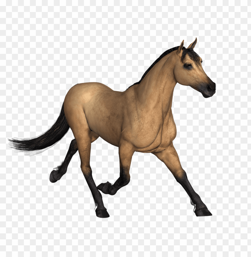 Detail Horse Running Png Nomer 27