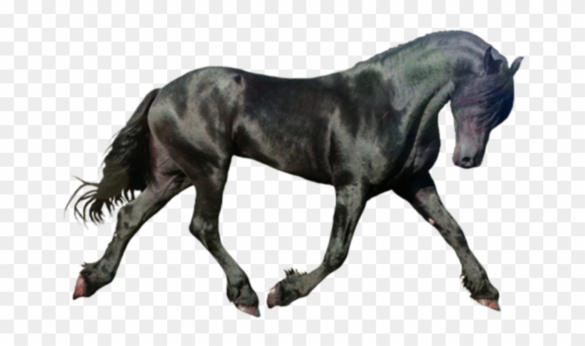 Detail Horse Running Png Nomer 28