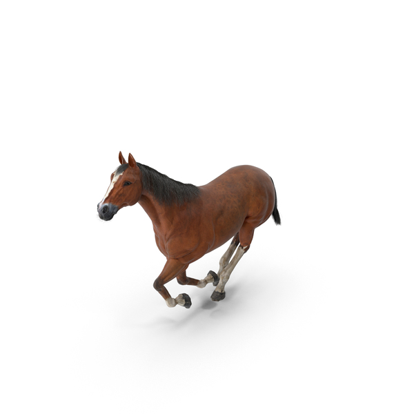 Detail Horse Running Png Nomer 33