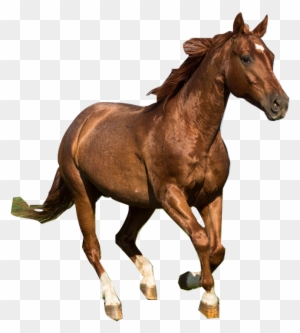 Detail Horse Running Png Nomer 40