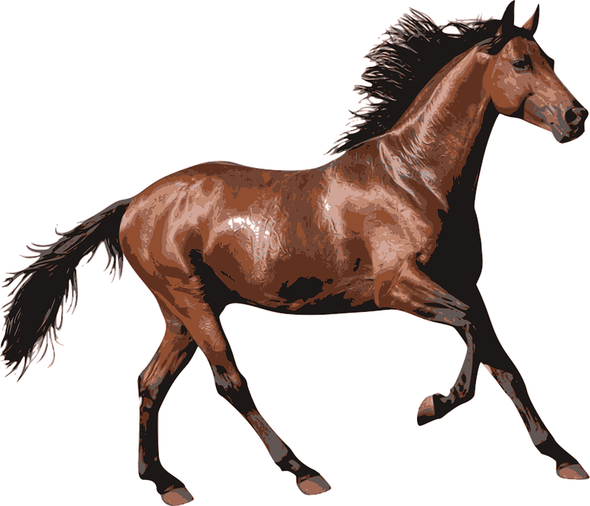 Detail Horse Running Png Nomer 46