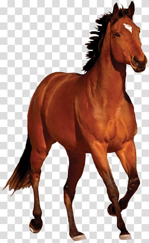 Detail Horse Running Png Nomer 49
