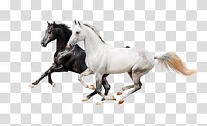 Detail Horse Running Png Nomer 50