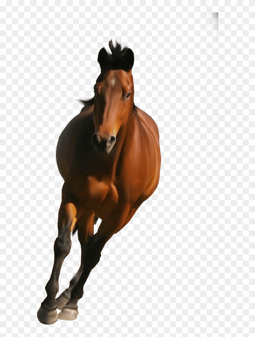 Detail Horse Running Png Nomer 5