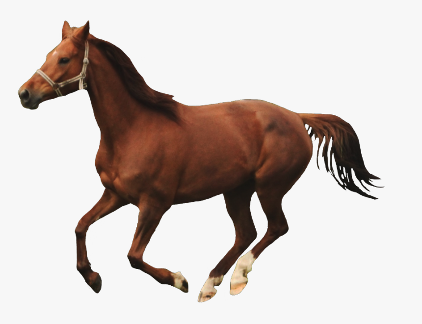 Detail Horse Running Png Nomer 6