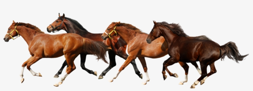 Detail Horse Running Png Nomer 7