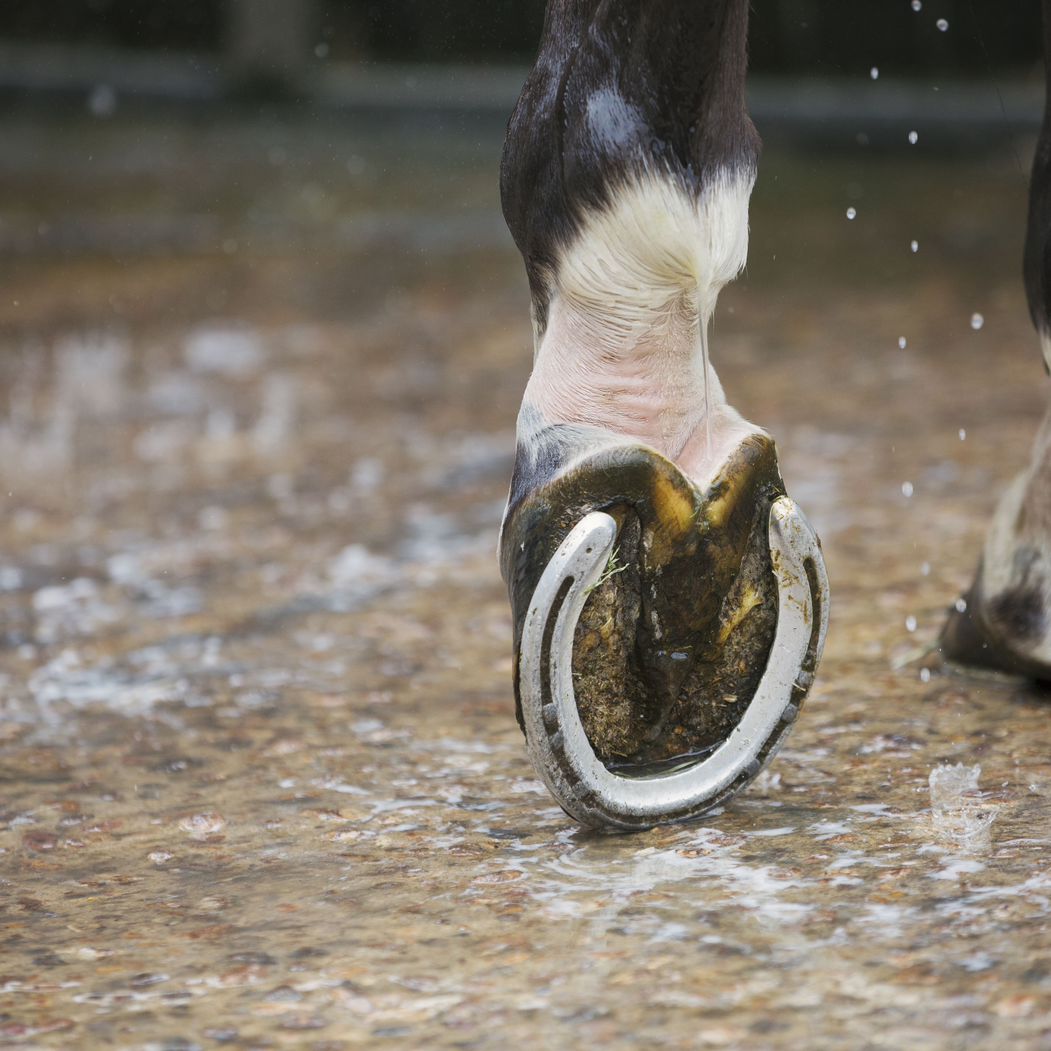 Detail Horse Shoe Images Nomer 3