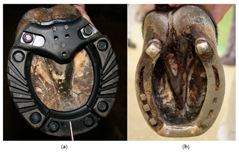 Detail Horse Shoe Images Nomer 23
